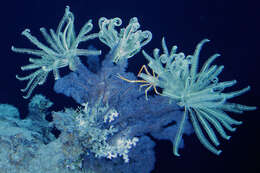 Image of crinoids and relatives