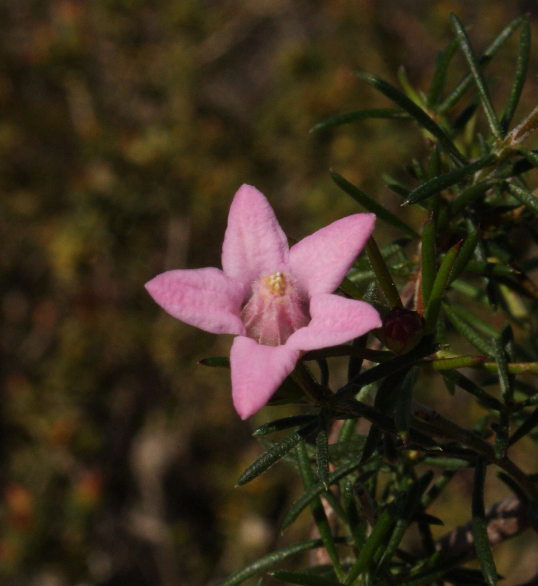 Image of Philotheca pinoides (Paul G. Wilson) Paul G. Wilson