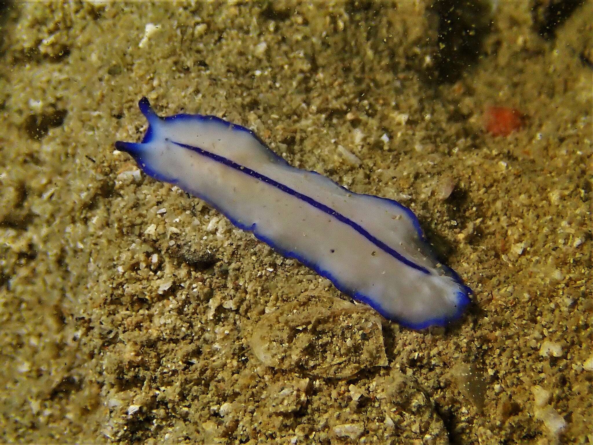 Image of Pseudoceros concinnus (Collingwood 1876)