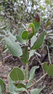 Imagem de Arctostaphylos glandulosa subsp. mollis (J. E. Adams) P. V. Wells