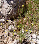 Image of Cota nigellifolia (Boiss.) Alv. Fern. & Vitales