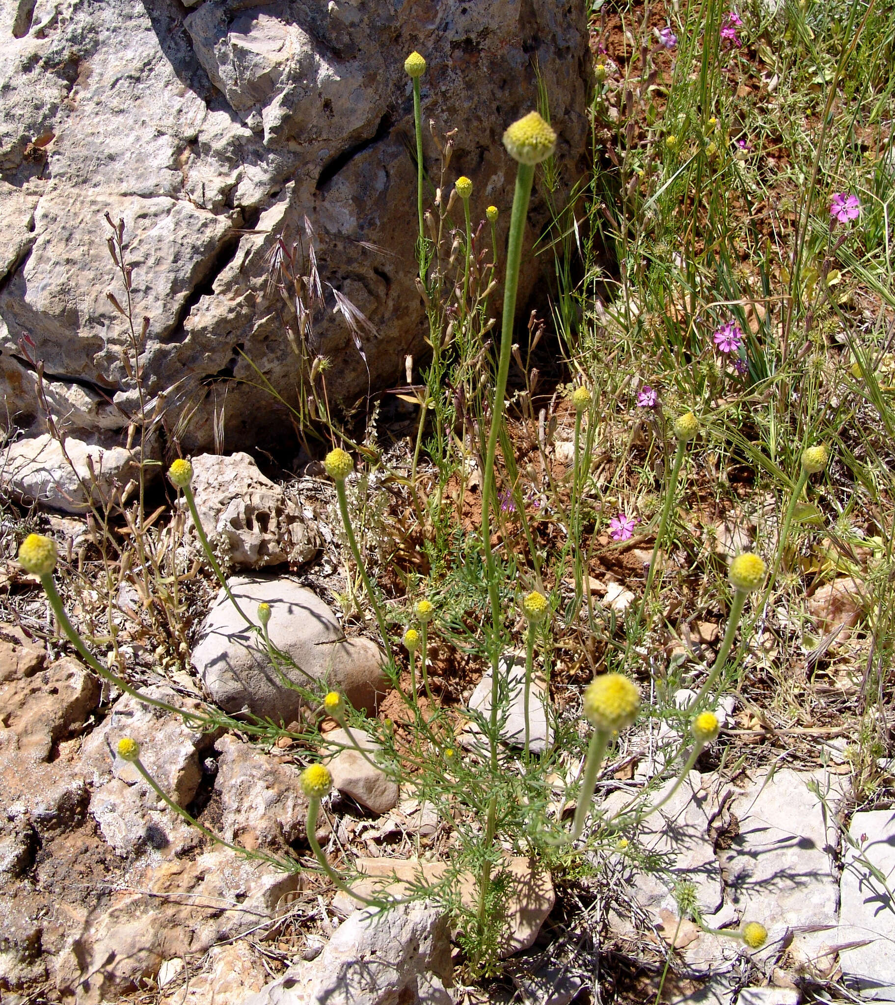 Image of Cota nigellifolia (Boiss.) Alv. Fern. & Vitales