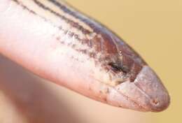 Image of Linnaeus' Lance Skink