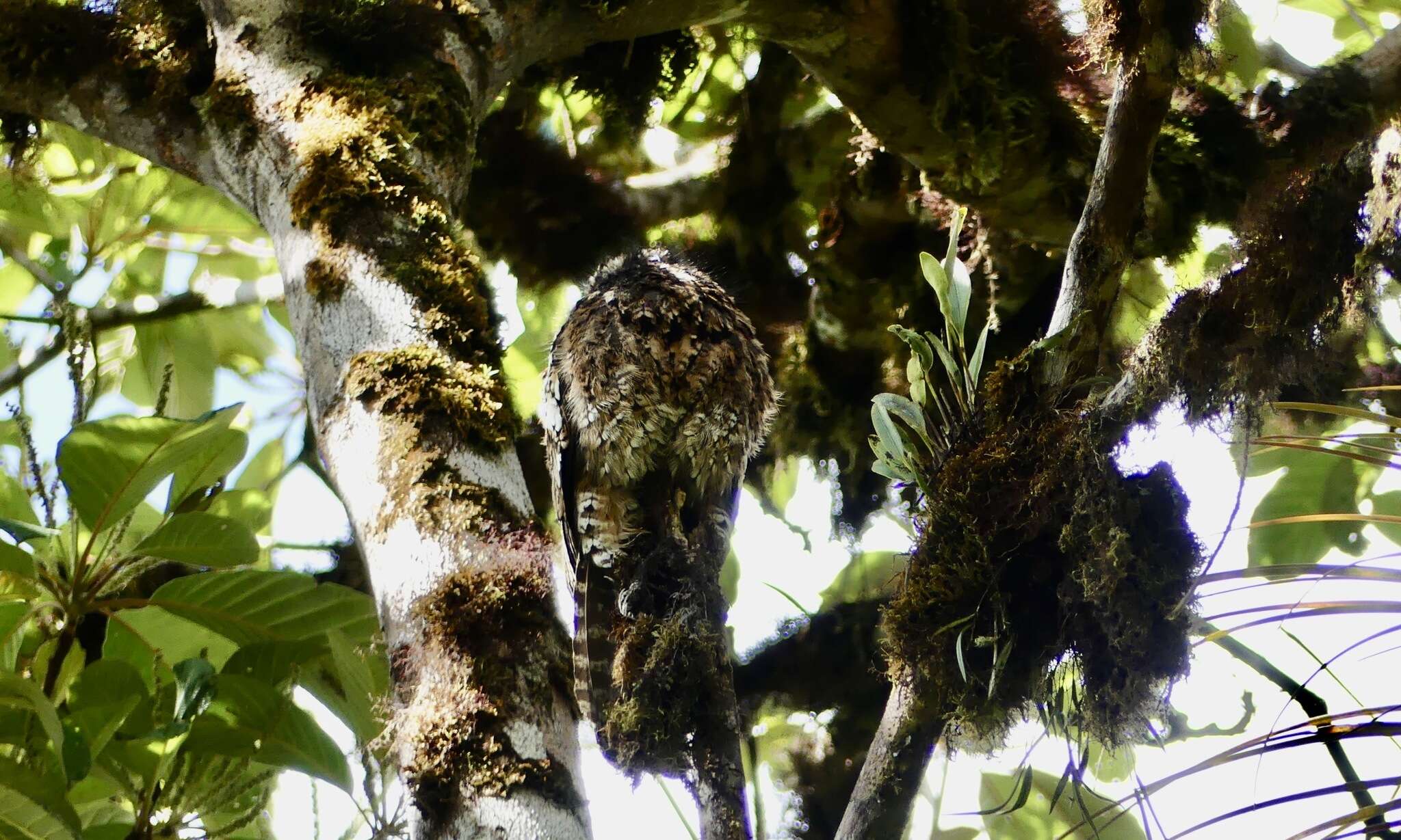 Image of Andean Potoo