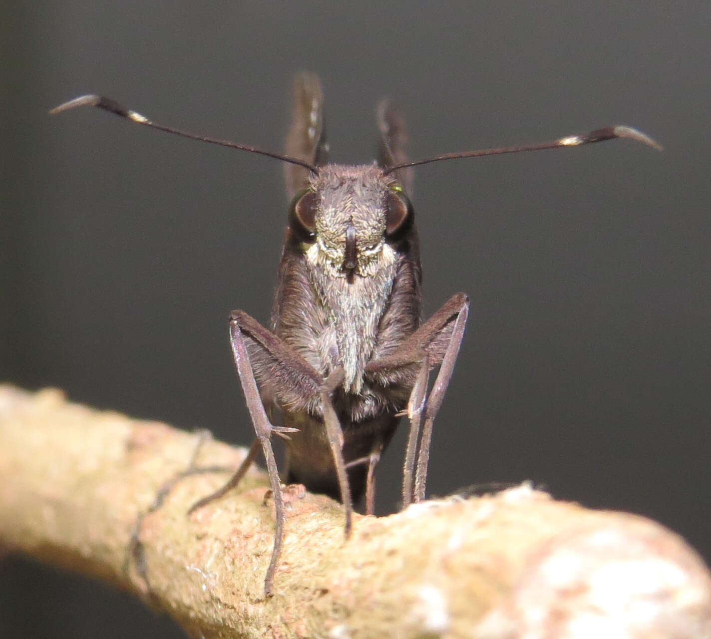 Image de Notocrypta curvifascia Felder & Felder 1862