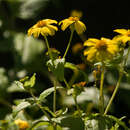 Image of shrubland nehe