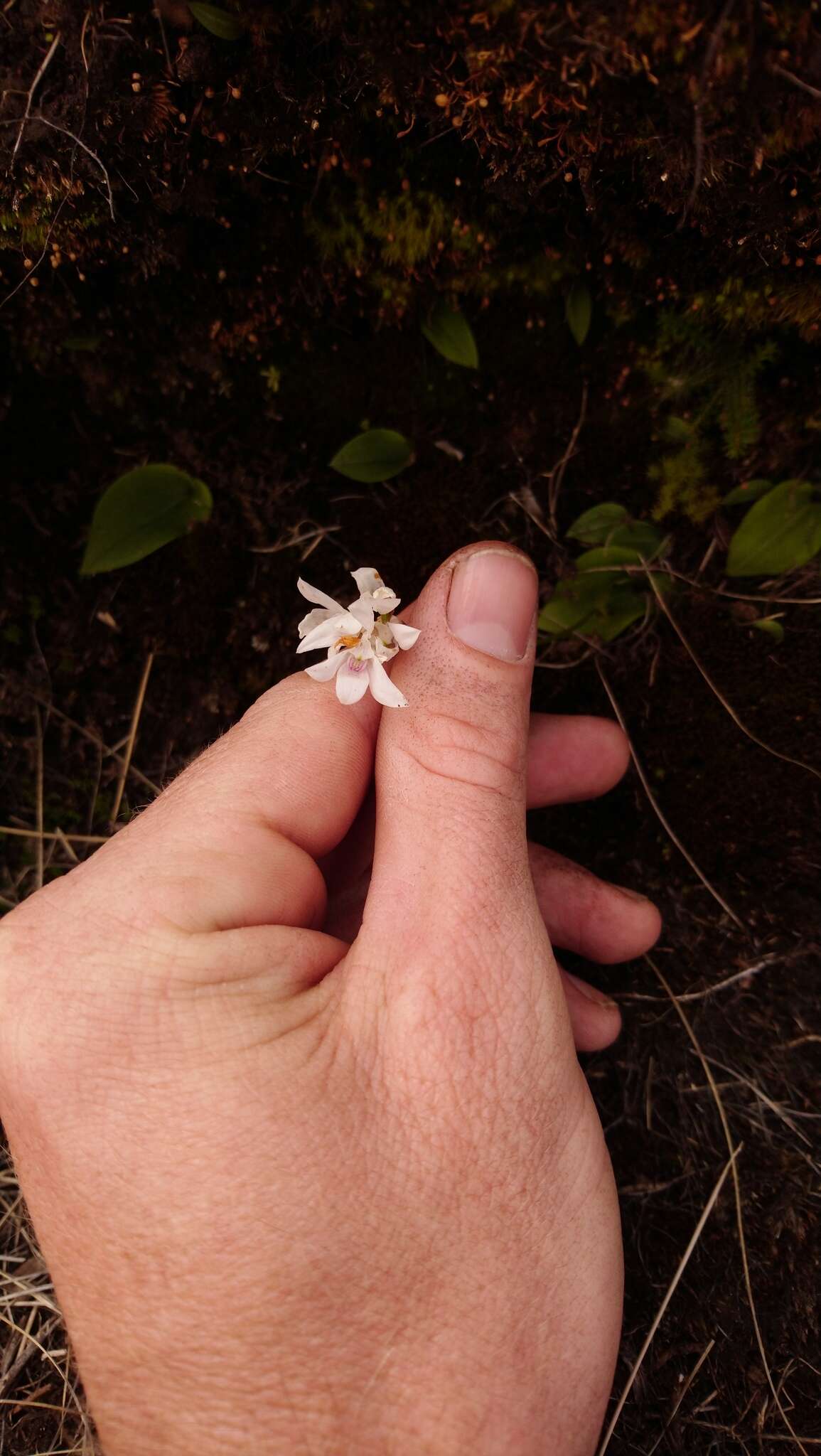 Image of Dracomonticola virginea (Bolus) H. P. Linder & Kurzweil