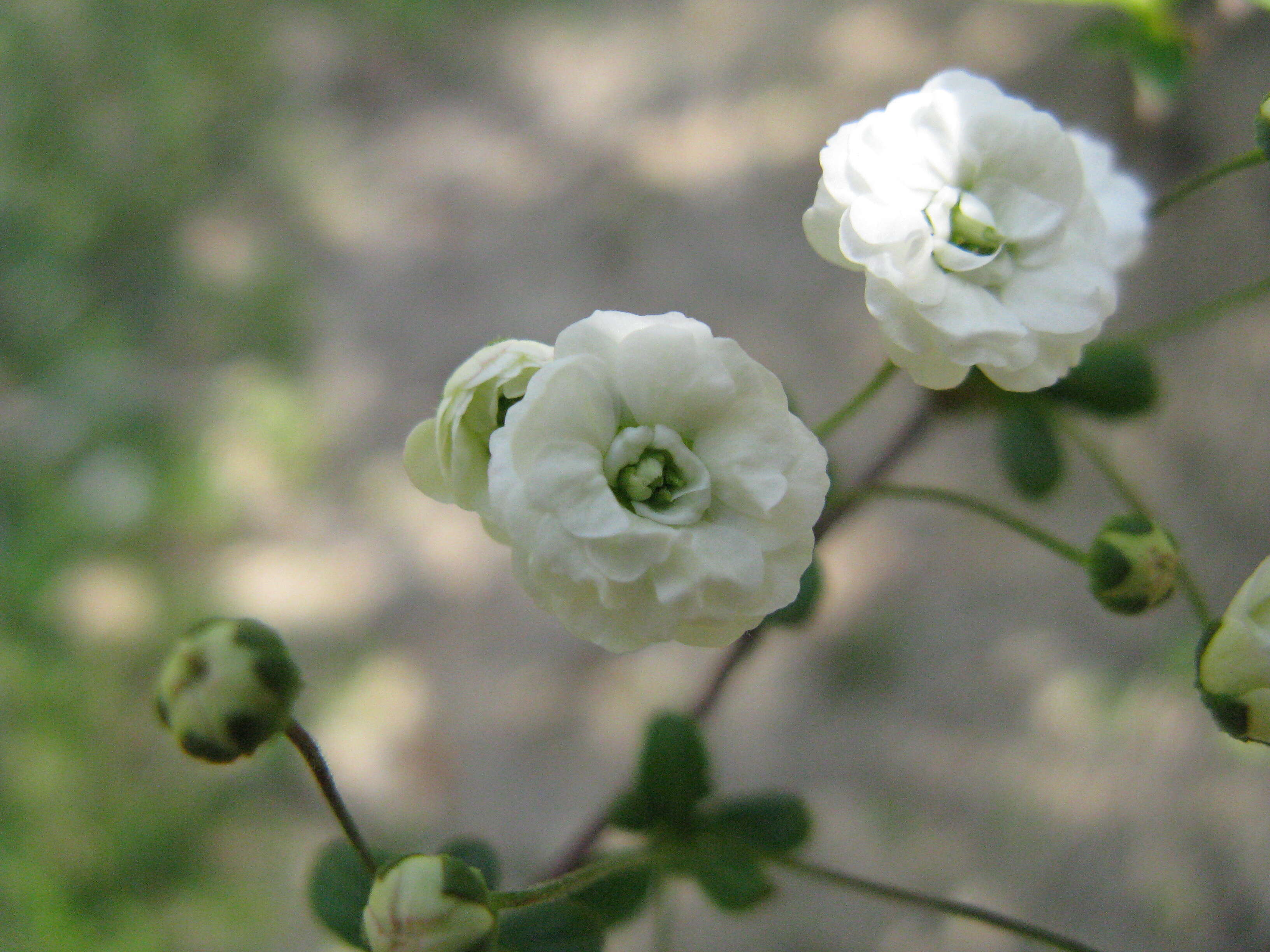 صورة Spiraea prunifolia Sieb. & Zucc.