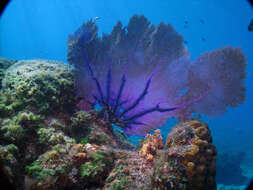 Image of Caribbean sea fan