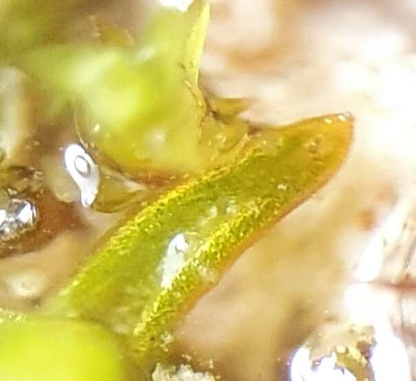 Image of rigid aloina moss