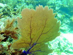 Image of Fan Gorgonia