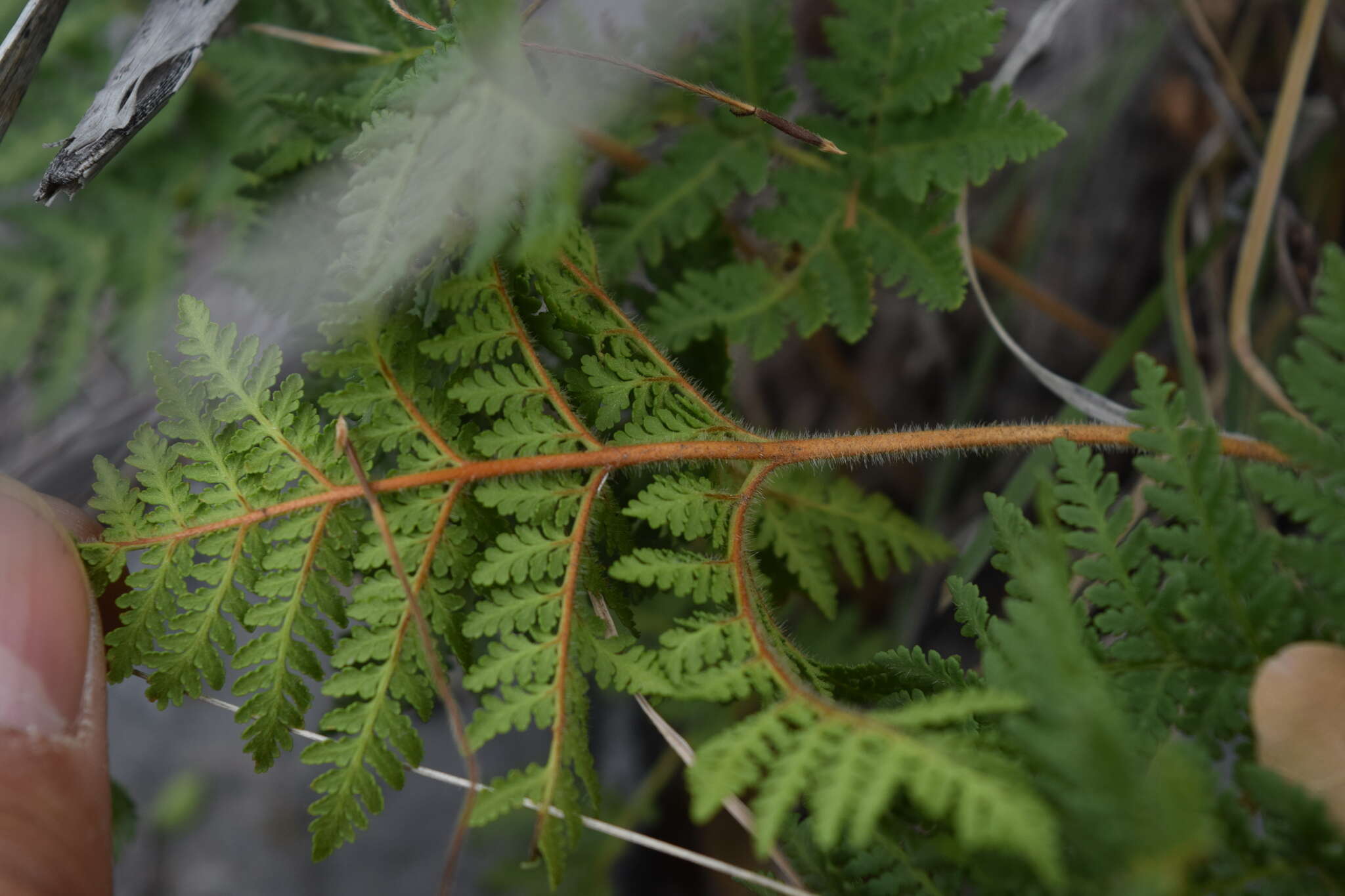 Imagem de Cheilanthes leucopoda Link