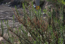 Image of Artemisia monosperma Del.