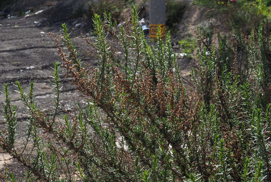 Image of Artemisia monosperma Del.