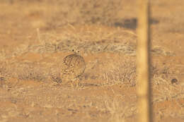 Image of Eupodotis vigorsii namaqua (Roberts 1932)