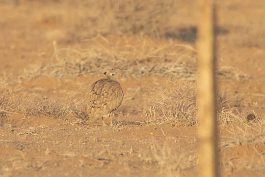 Image of Eupodotis vigorsii namaqua (Roberts 1932)