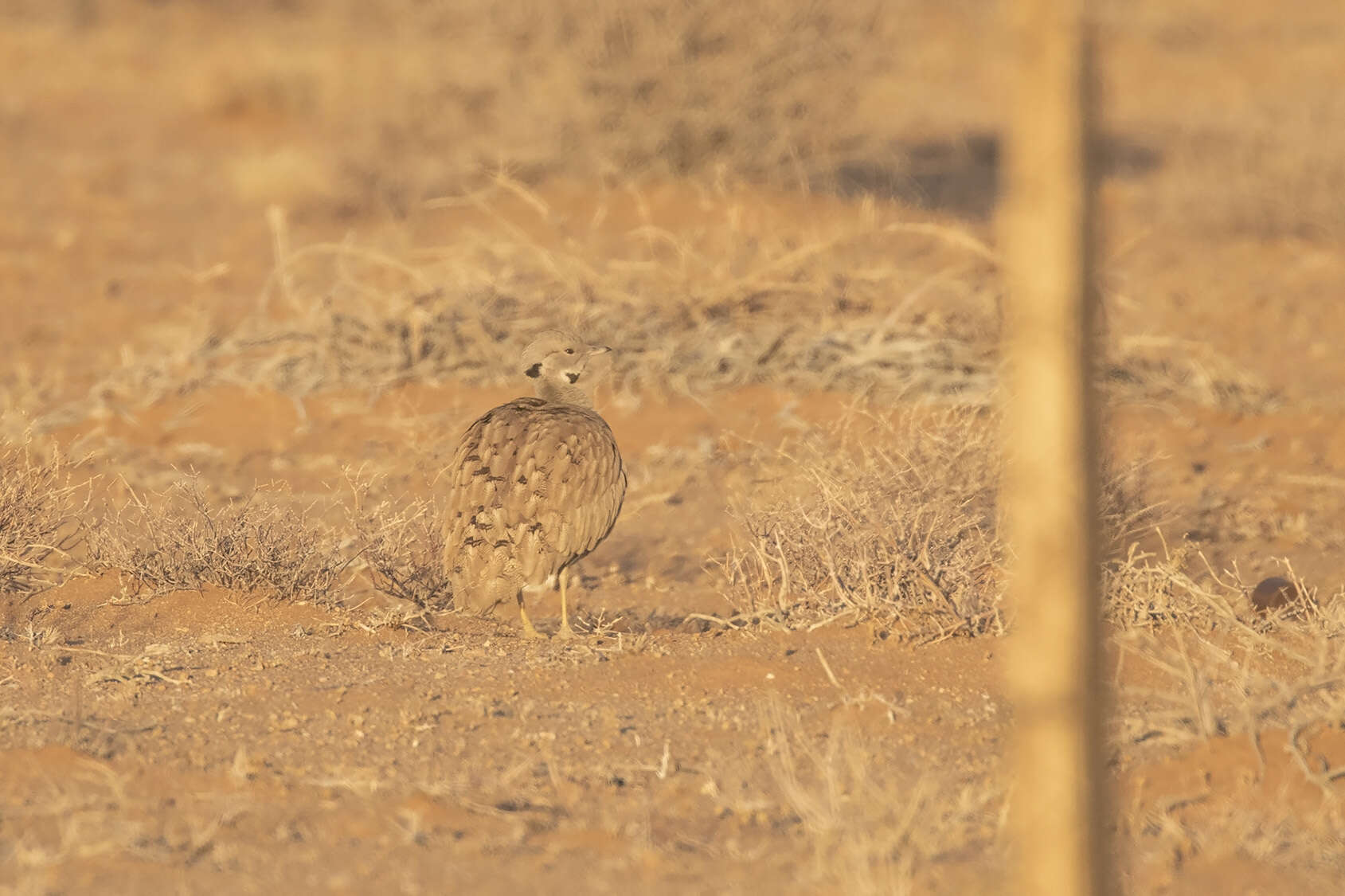 Image of Eupodotis vigorsii namaqua (Roberts 1932)