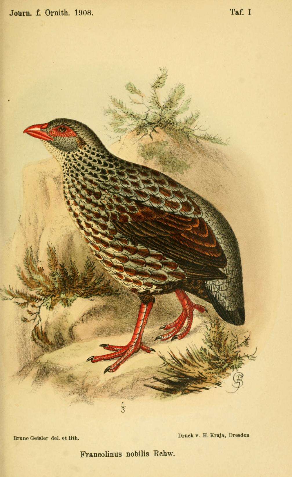 Image of Handsome Francolin