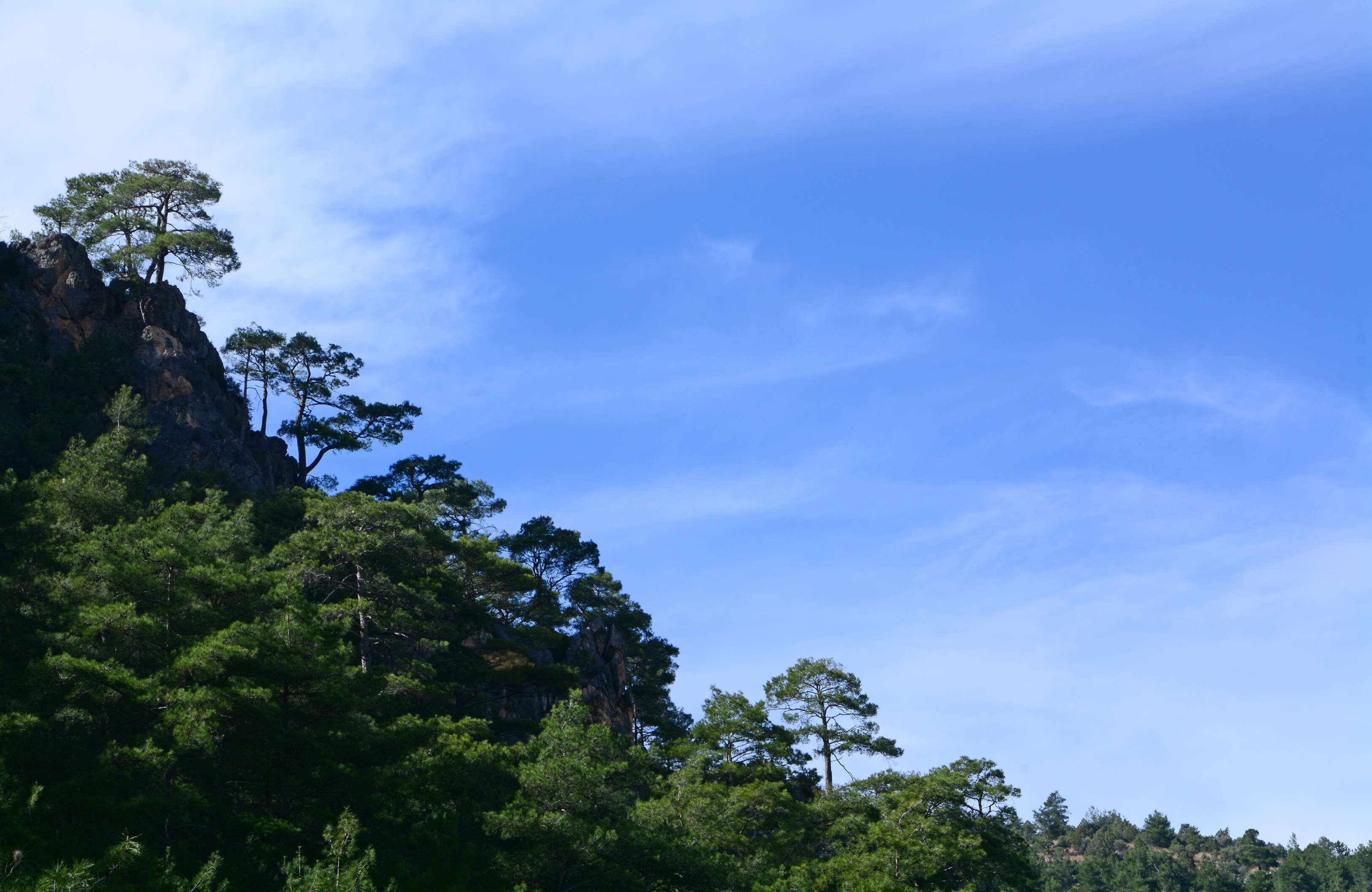 Image of Brutia Pine