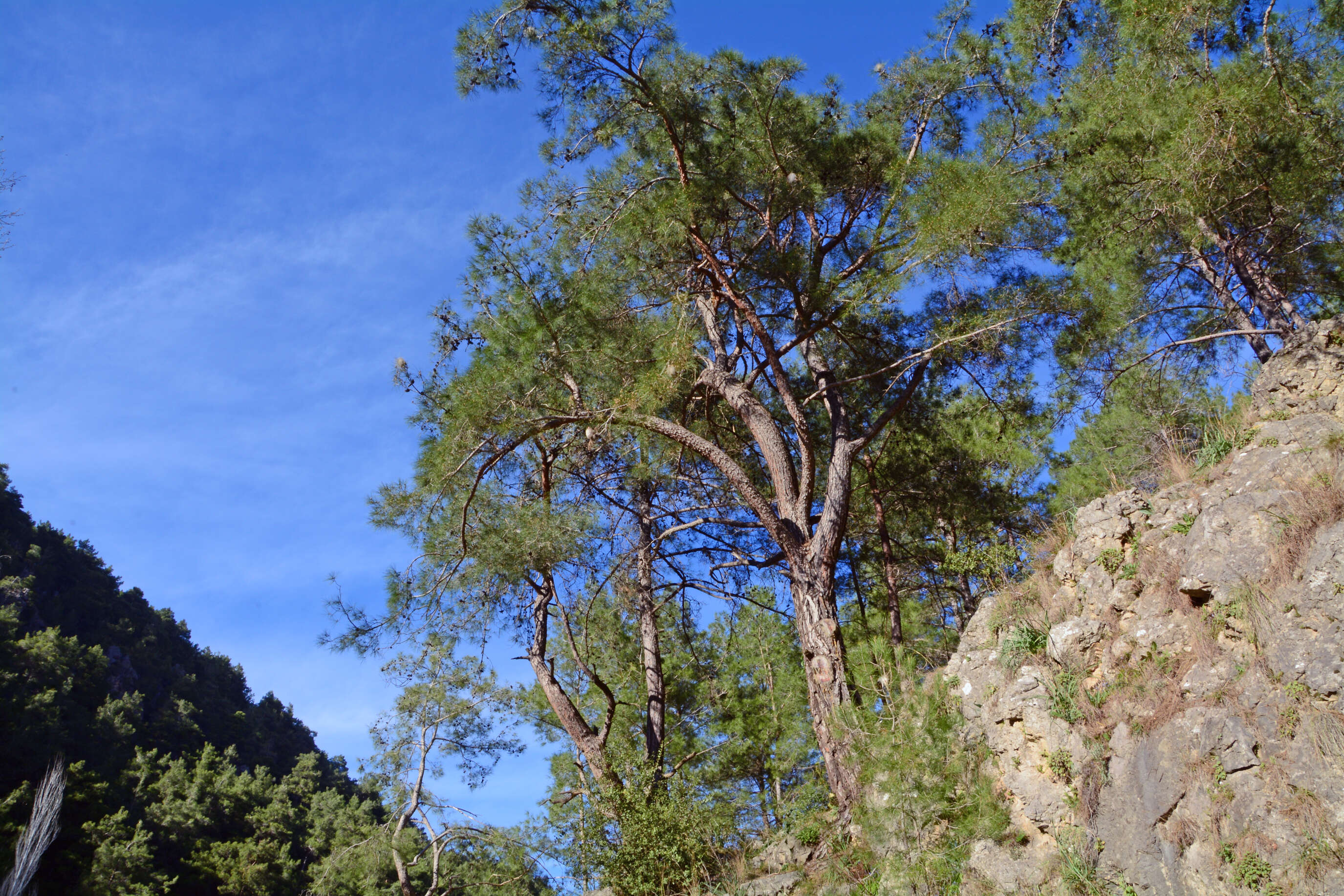 Image of Brutia Pine