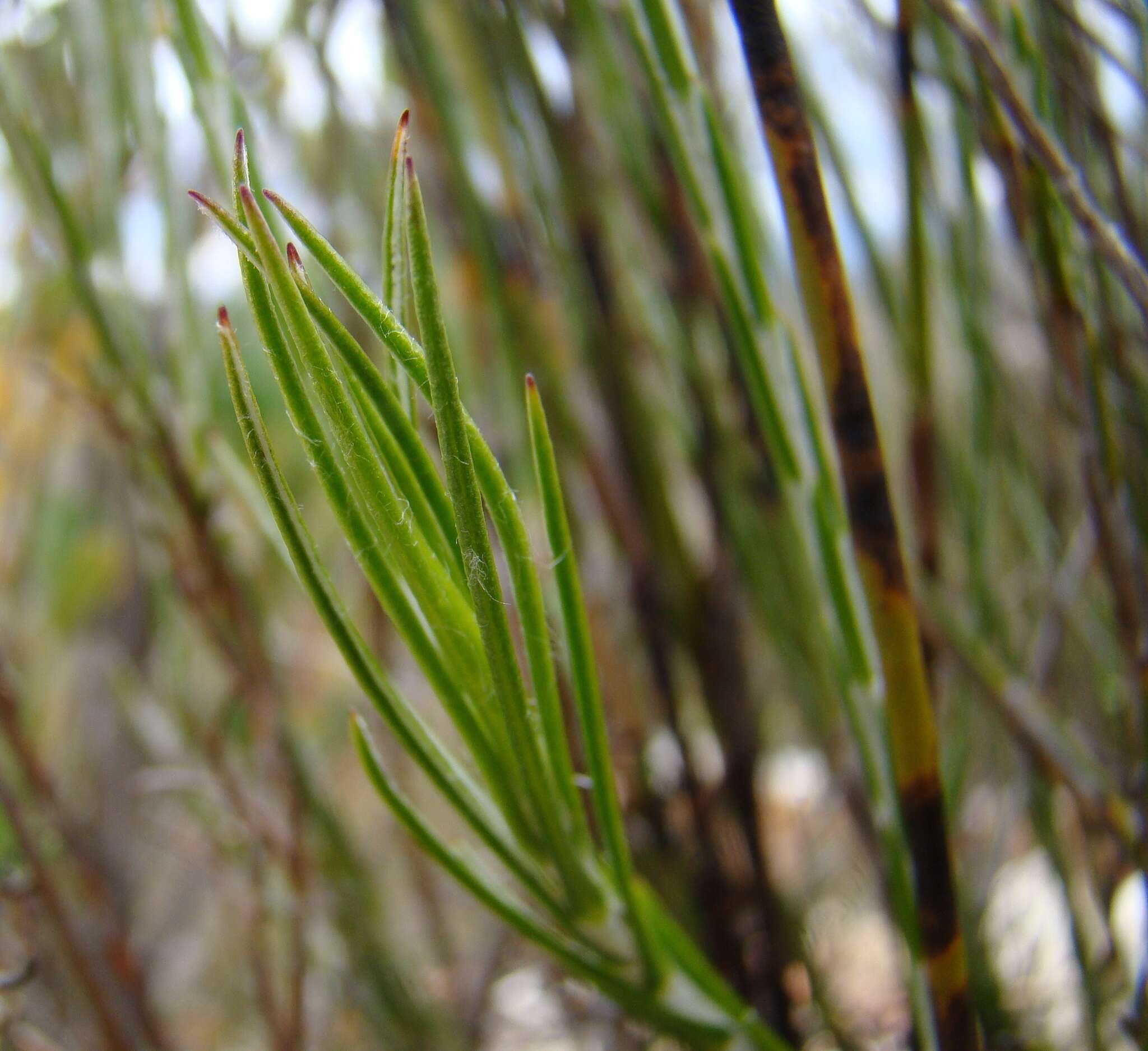 Imagem de Edmondia fasciculata (Andr.) Hilliard