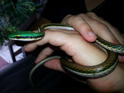 Image of Mexican Parrot Snake