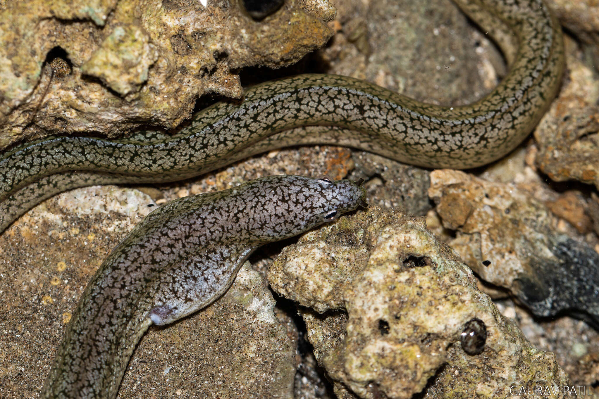 Image of Shortfin snake moray