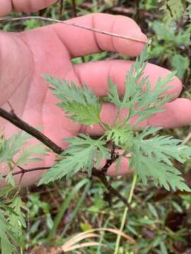 Eupatorium pinnatifidum Ell.的圖片