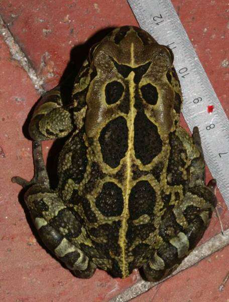 Image of Panther toad