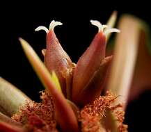 Euphorbia leuconeura Boiss. resmi