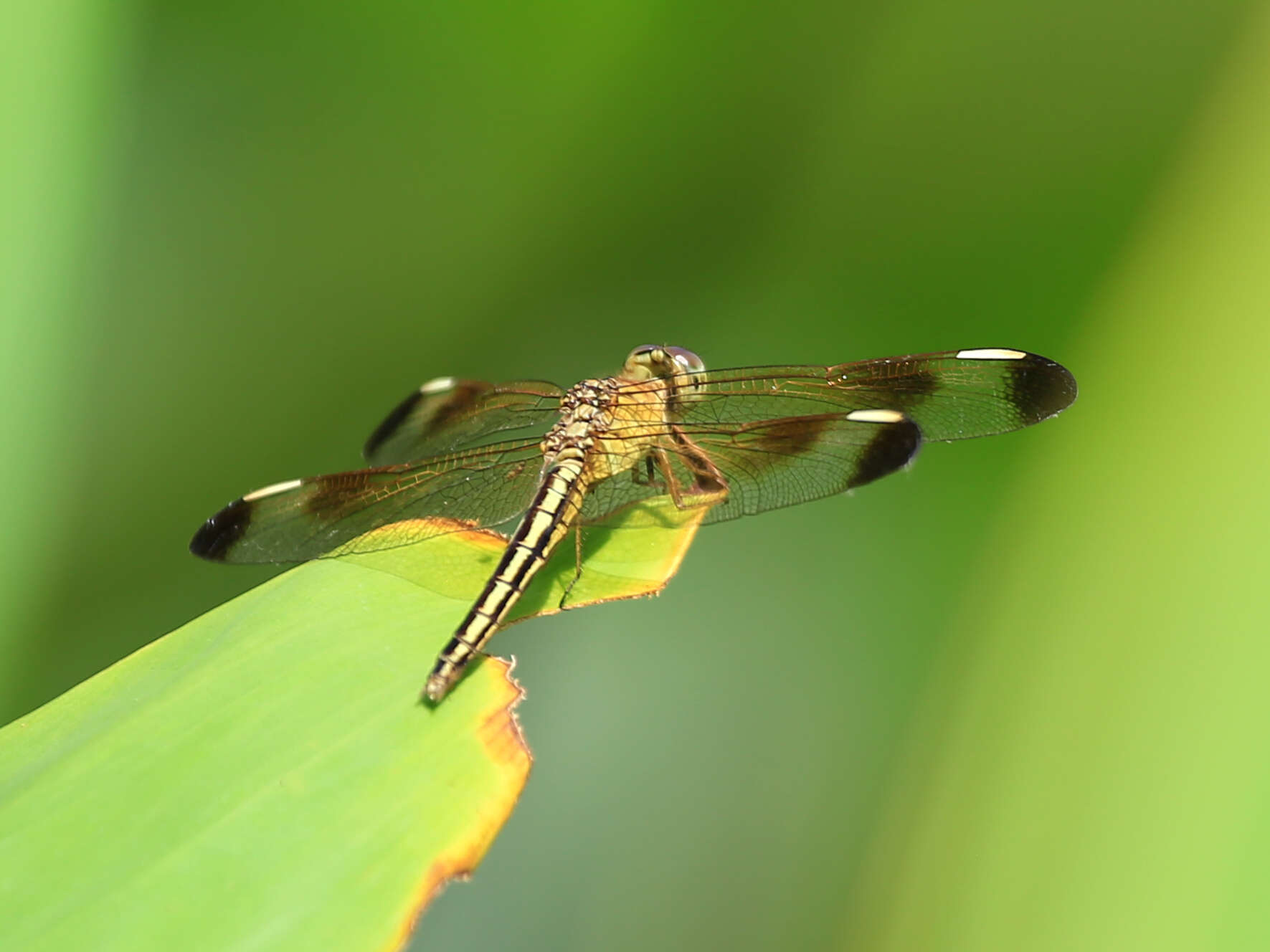 Image of Neurothemis stigmatizans (Fabricius 1775)