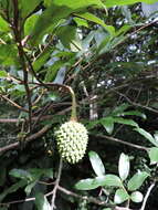 Image of Annona neosericea H. Rainer