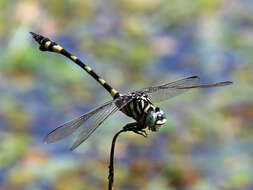 صورة Ictinogomphus australis (Selys 1873)