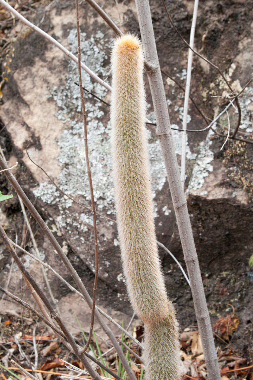 Image of Cleistocactus brookeae Cárdenas