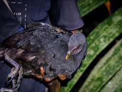 Image of Dusky Megapode