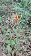 صورة Erythrina leptorhiza DC.