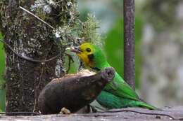 Imagem de Chlorochrysa nitidissima Sclater & PL 1874