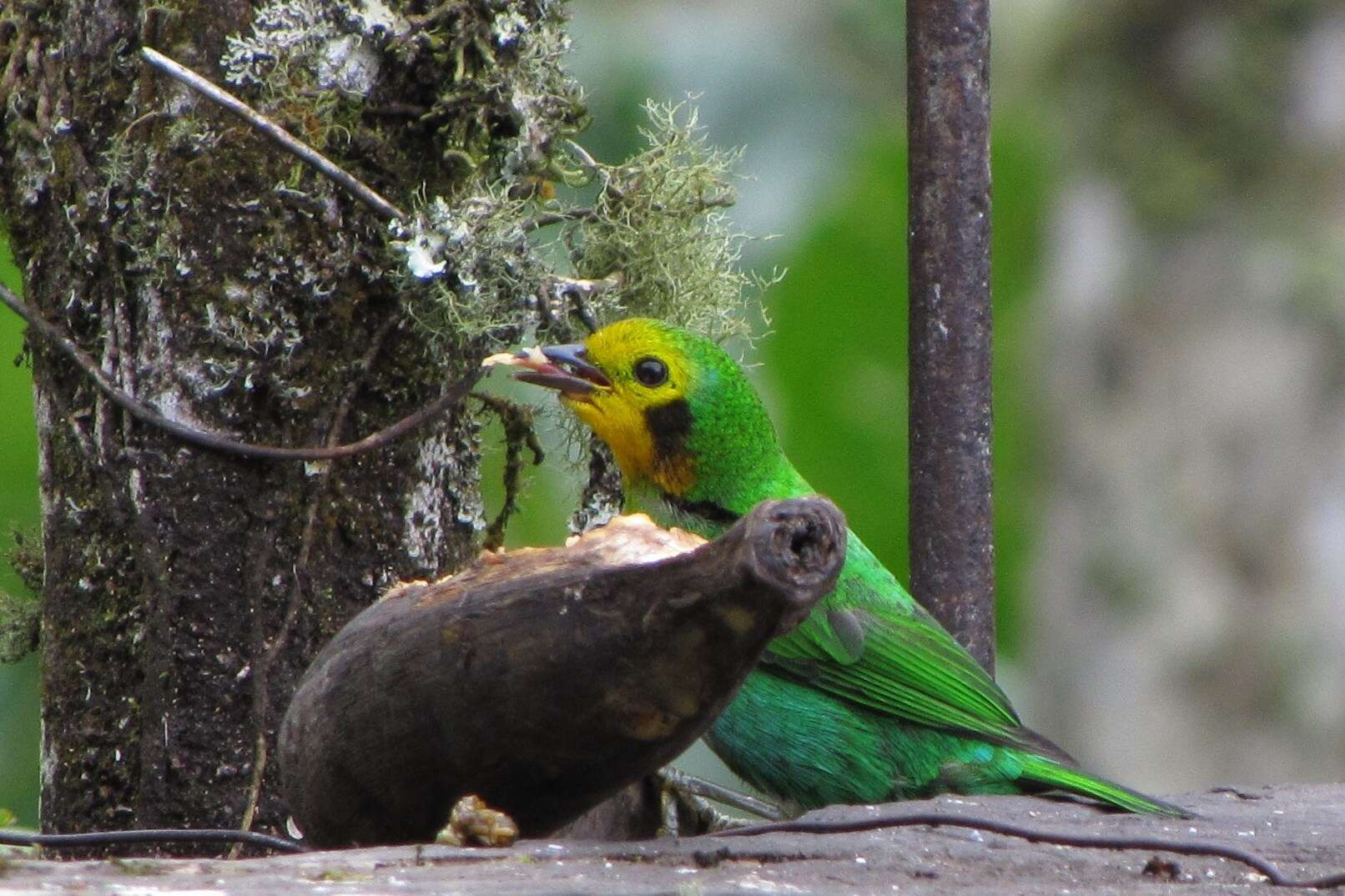 Imagem de Chlorochrysa nitidissima Sclater & PL 1874