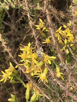 Image of Short Sun-digger Bee