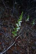 Image de Antirrhinum subcordatum A. Gray