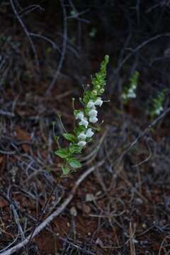 Image de Antirrhinum subcordatum A. Gray