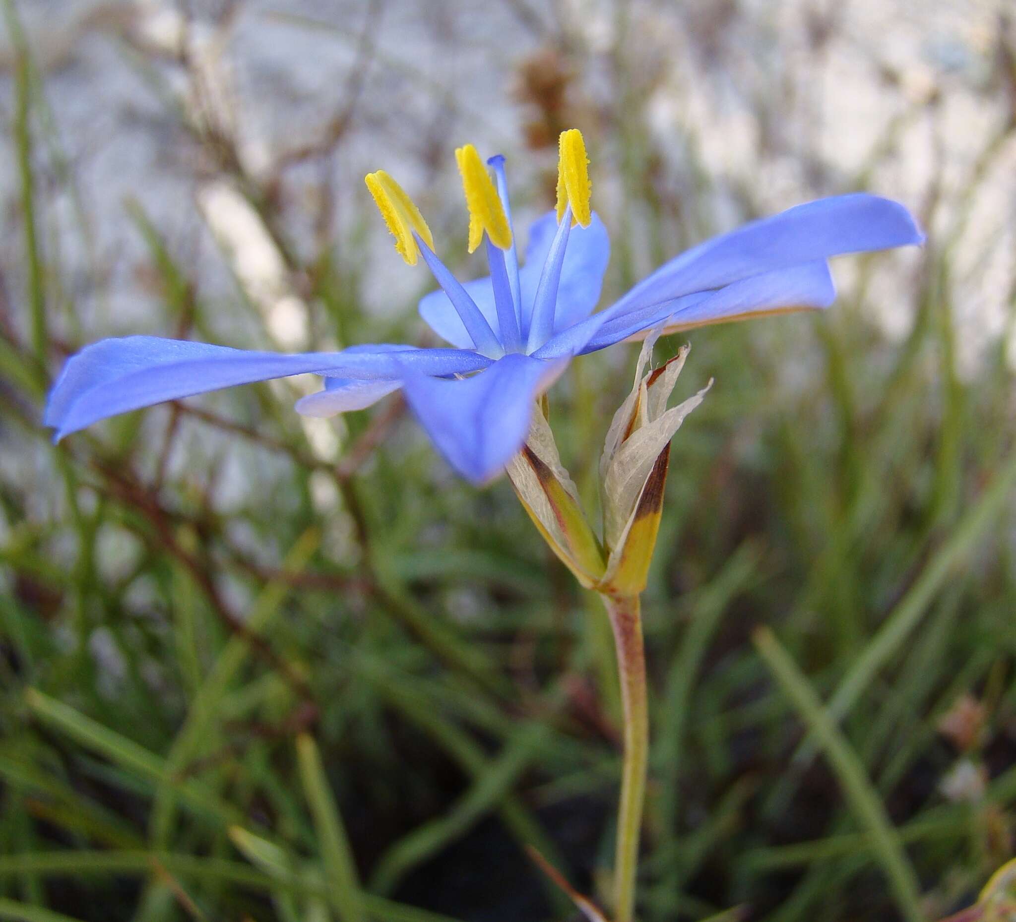 Image of Aristea africana (L.) Hoffmanns.