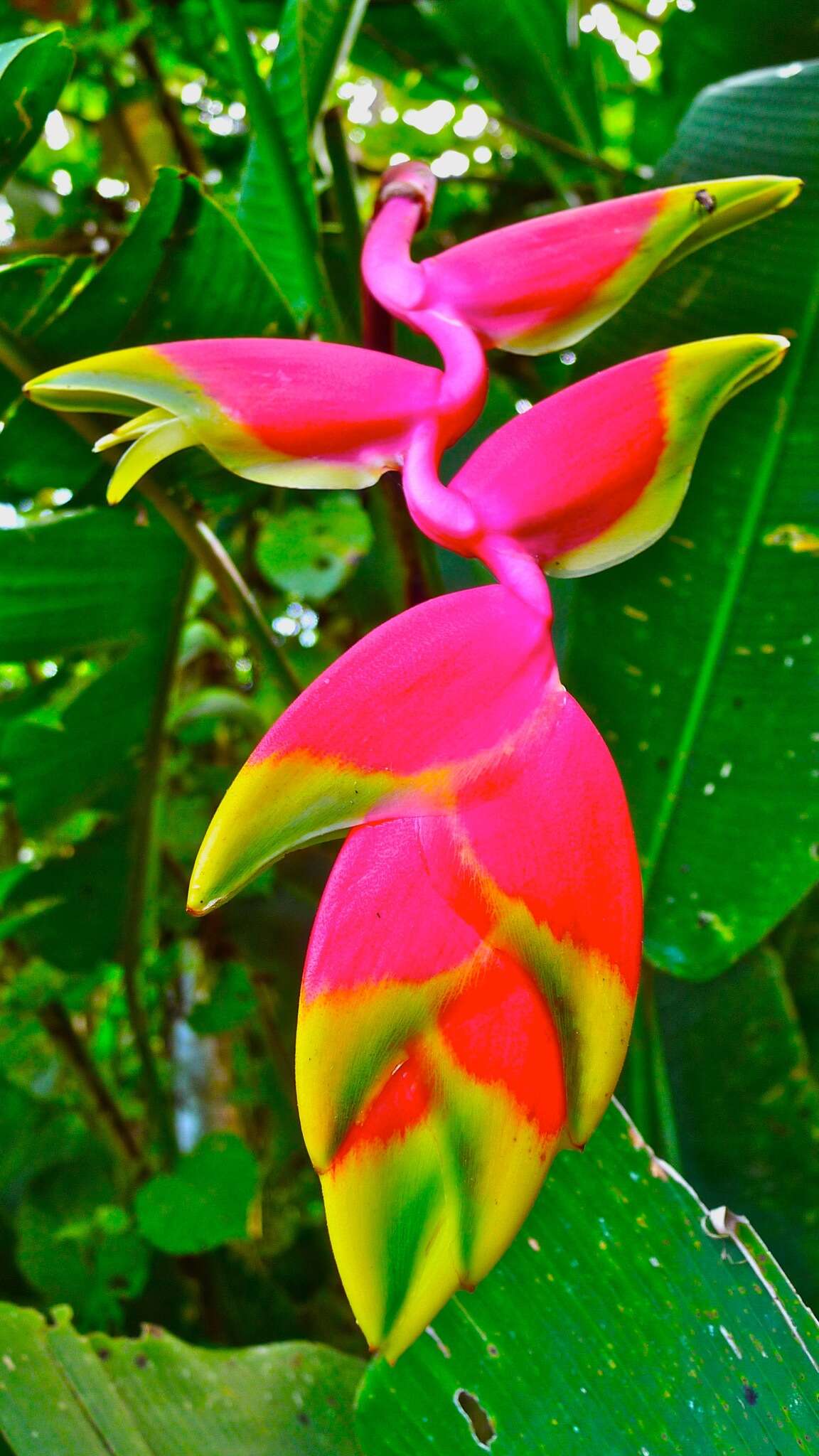 Image of false bird of paradise