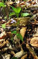 Imagem de Viola acuminata Ledebour