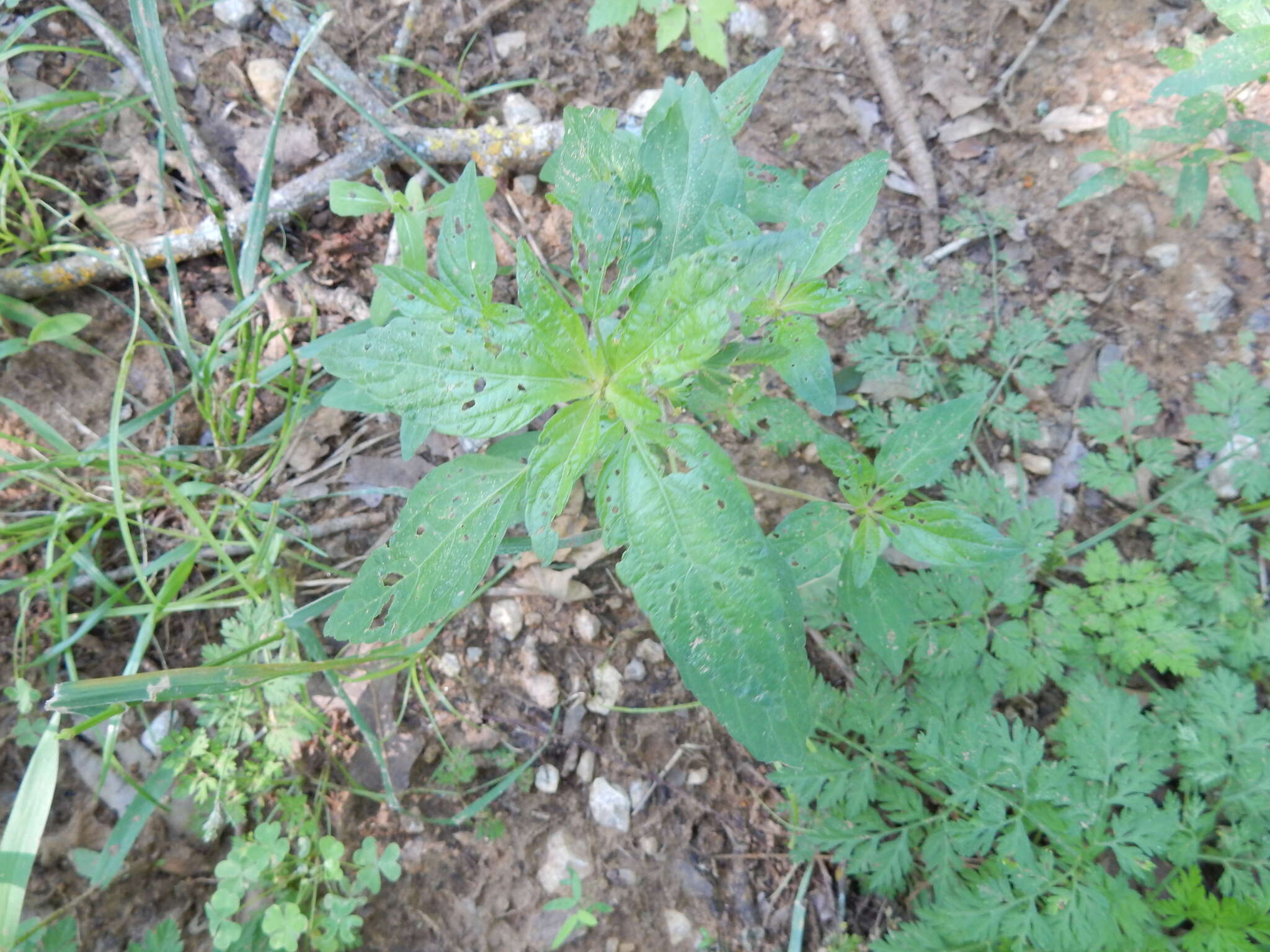 Sivun Acalypha gracilens A. Gray kuva