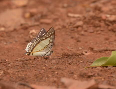 Imagem de Polyura eudamippus Doubleday 1843