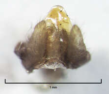 Image of Polyplectropus altera McFarlane ex McFarlane & Cowie 1981