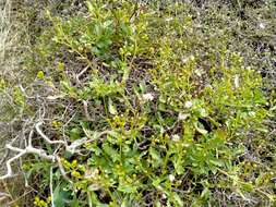 Sivun Senecio matatini subsp. basinudus (Ornduff) Courtney, de Lange & Pelser kuva