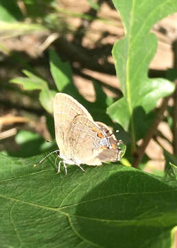 Image of Banded Hairstreak