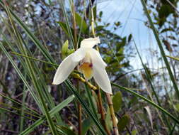 Image of Bromheadia finlaysoniana (Lindl.) Miq.